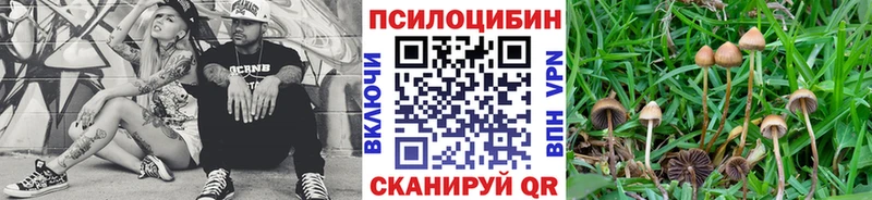 даркнет сайт  Шебекино  Псилоцибиновые грибы Psilocybine cubensis 